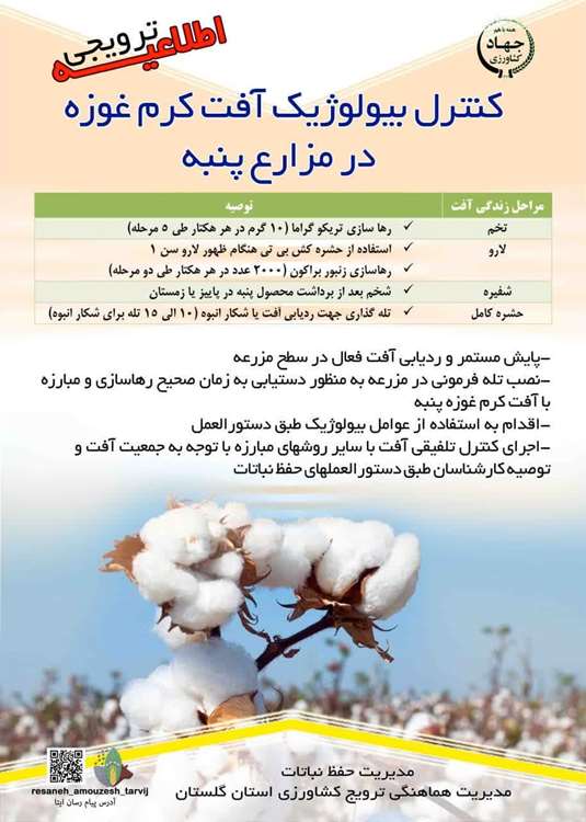کرم غوزه پنبه 